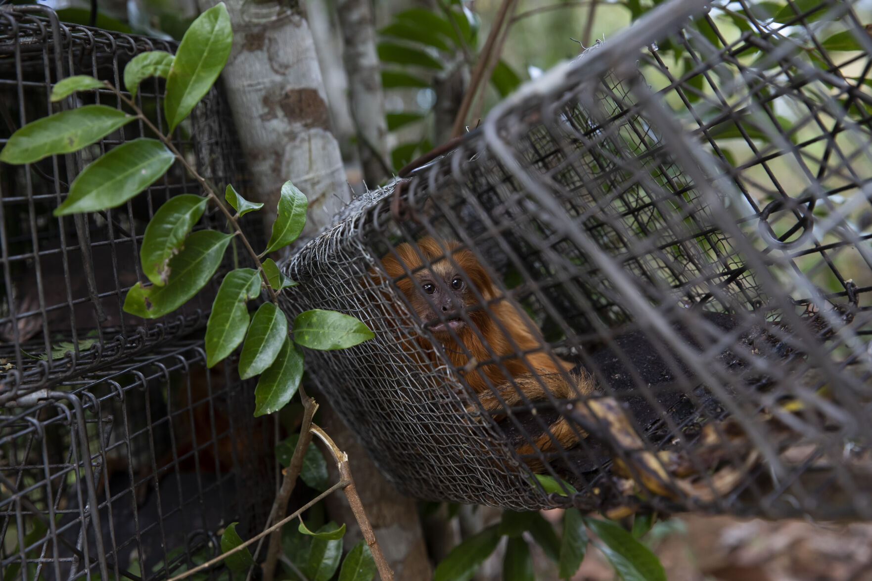 Brazil Golden Monkey Vaccination